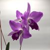 Laelia anceps guerrero rubescens 